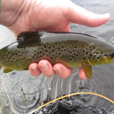 wild brown trout – Fly Fishing Science