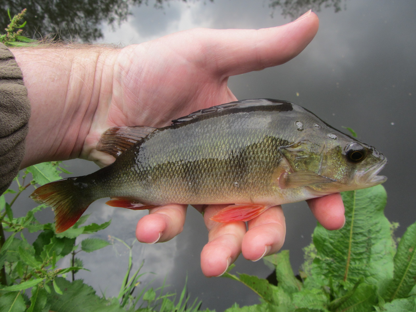 Staffordshire and Worcestershire Canal – Fly Fishing Science