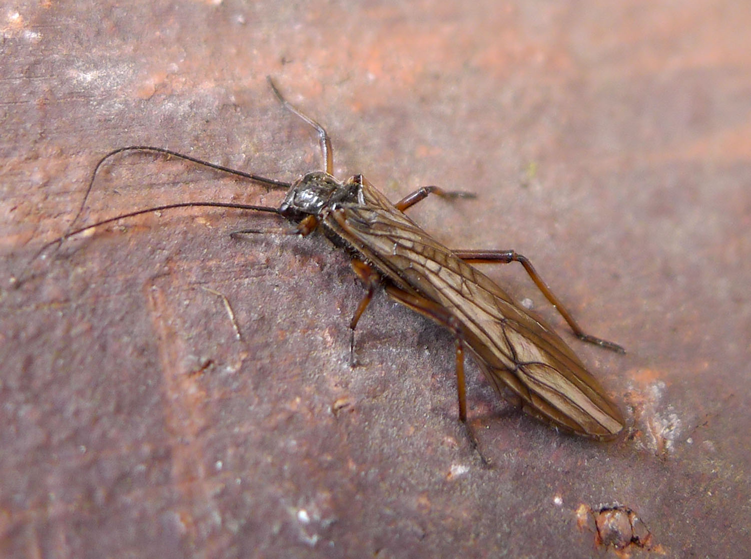 Веснянка. Веснянки (Plecoptera) Имаго. Nemoura cinerea. Stonefly насекомое. Жук Веснянка.