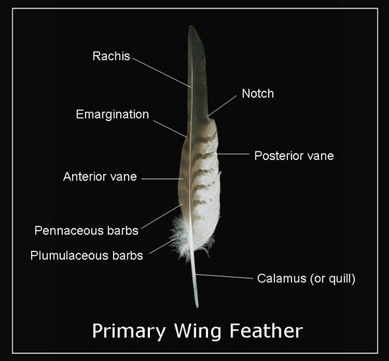 Introduction to feathers for fly tyers – Fly Fishing Science
