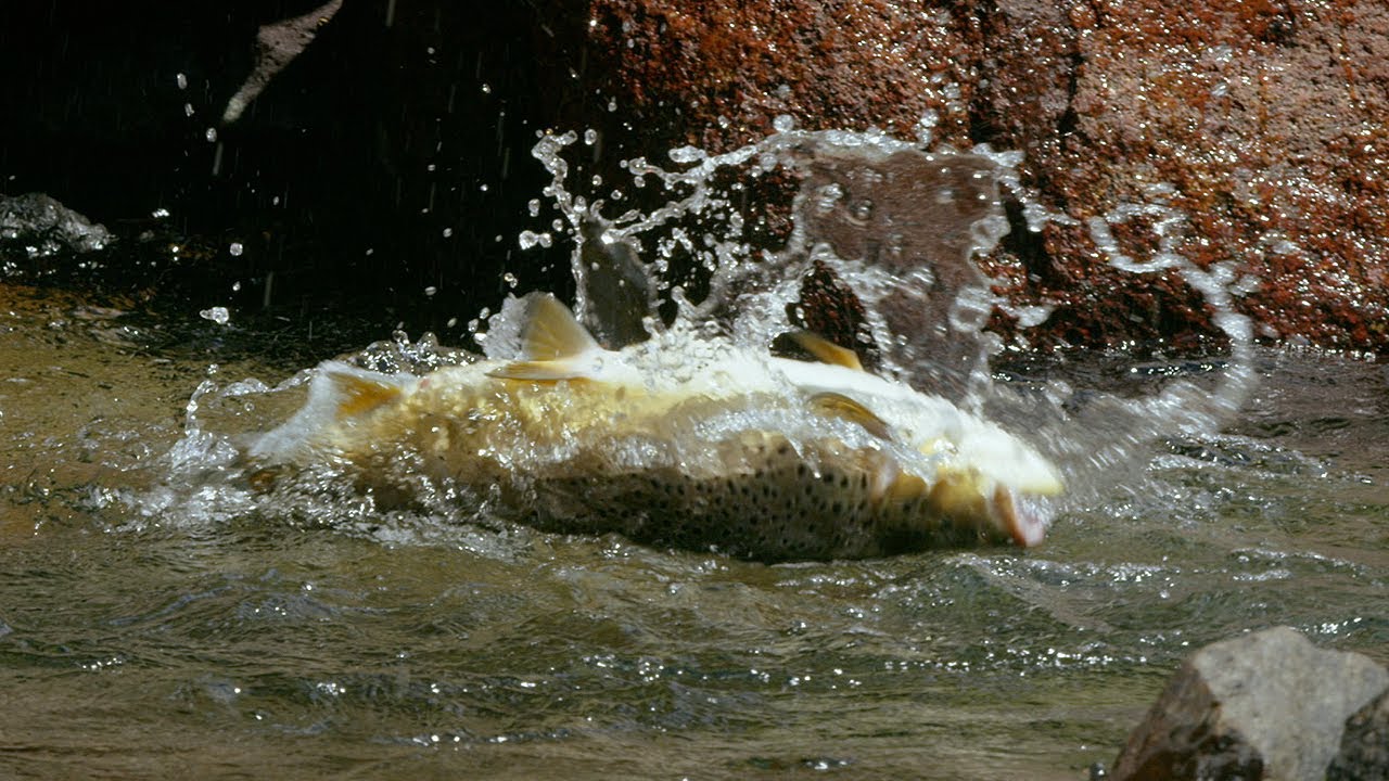 Rodent Fly Rodent Flies – Fly Fishing Science